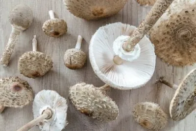 Imagem jigsaw puzzle