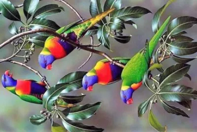 natural jigsaw puzzle