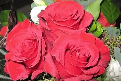 flores jigsaw puzzle