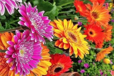 flores jigsaw puzzle