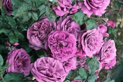 flores jigsaw puzzle