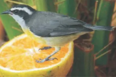 Imagem jigsaw puzzle