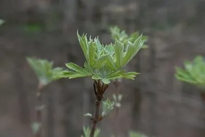 Imagem jigsaw puzzle