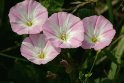 bindweed jigsaw puzzle