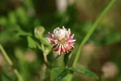 clover jigsaw puzzle