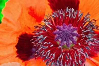 Imagem jigsaw puzzle