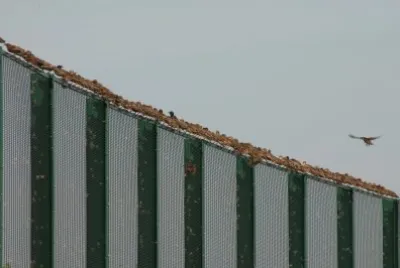 invasion of starlings jigsaw puzzle