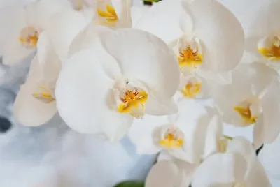 Imagem jigsaw puzzle