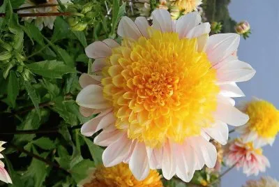 flores