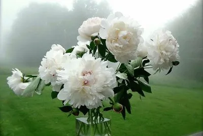 flores