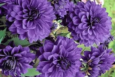 flores