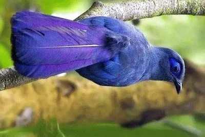 natural
