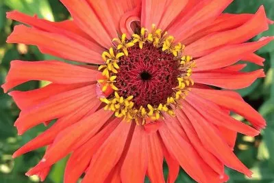 flores