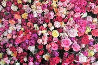 flores