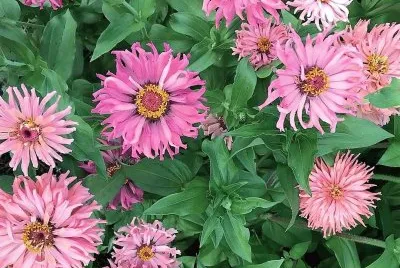 flores