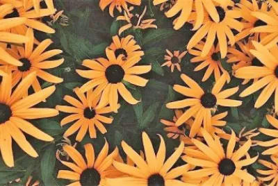 flores