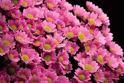 flores
