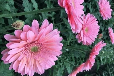 flores