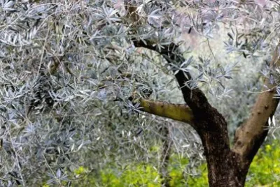 Imagem jigsaw puzzle