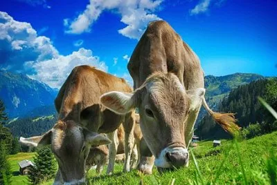 Imagem jigsaw puzzle