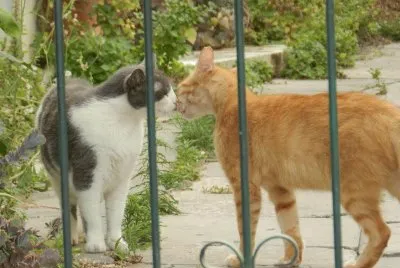 The cats