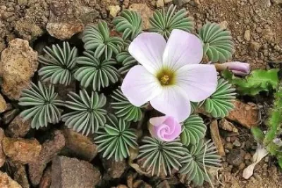 flores