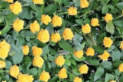 flores