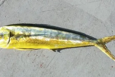 Corifera cavallina