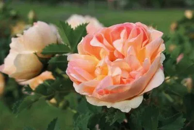 rose