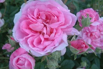 rose