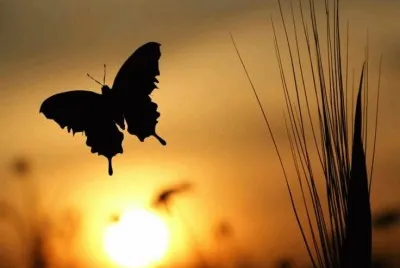פאזל של MARIPOSA 2