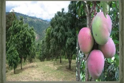 MANGOS