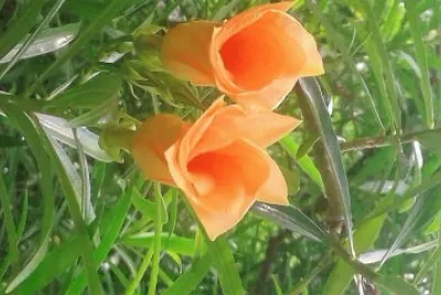 flores