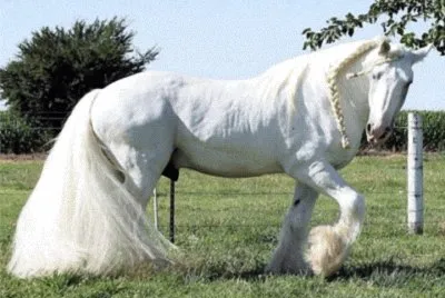 פאזל של CABALLO