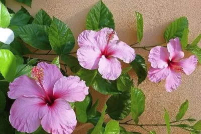 flores