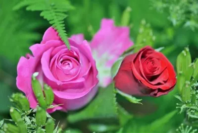 flores