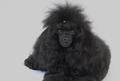 Photos on my poodles