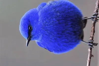 natural