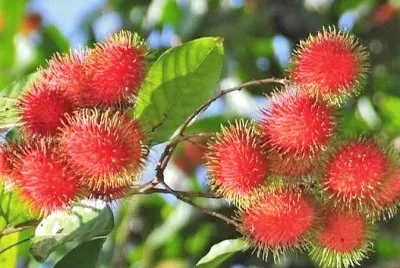 frutas