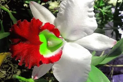 flores
