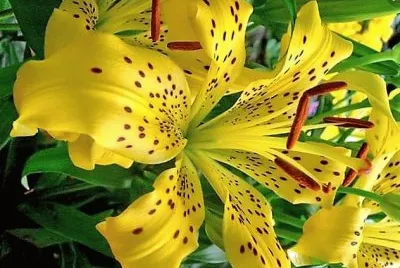 flores