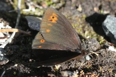 Erebia polaris