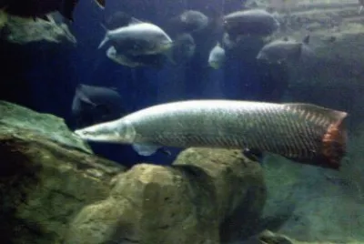 Arapaima gigante