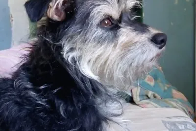 fotos de mi mascota