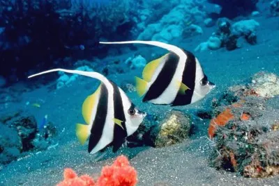 Ocean Life