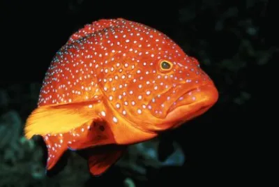 Ocean Life