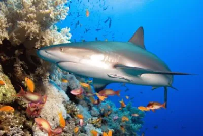 Ocean Life