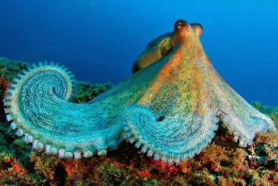 Ocean Life