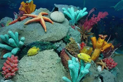 Ocean Life