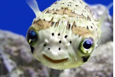 Ocean Life